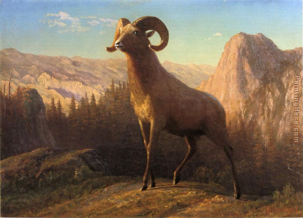 A Rocky Mountain Sheep Ovis Montana painting - Albert Bierstadt A Rocky Mountain Sheep Ovis Montana art painting